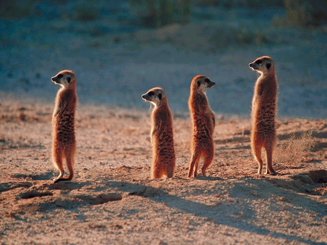 meerkats